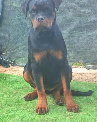 Cucciolona rottweiler pedigree