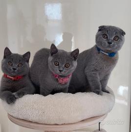 Scottish fold e straight