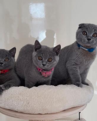 Scottish fold e straight