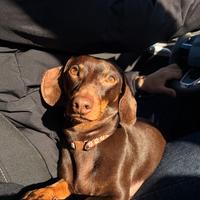 Bassotto nano con Pedrigree per accoppiamento