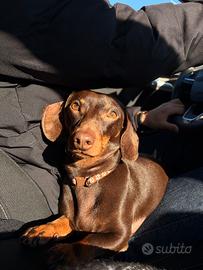 Bassotto nano con Pedrigree per accoppiamento