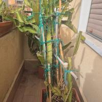 PIANTA FRUTTO DEL DRAGO MATURE – Pitaya Undatus