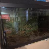 Acquario