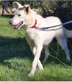 Oscar, timido e dolce aspetta una chance a casa