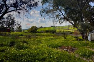 Rustico - Motta Sant'Anastasia