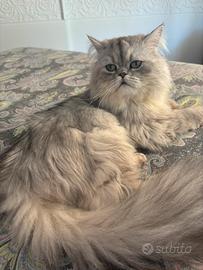 Animali