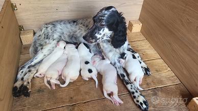Setter inglese