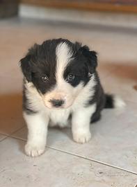 Border collie maschi con pedigree