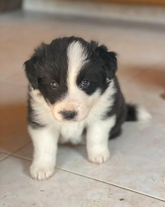 Border collie maschi con pedigree