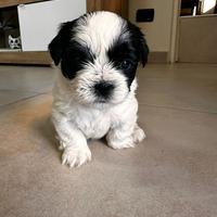 Cuccioli di shih tzu