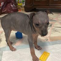 Cuccioli American Hairless Terrier