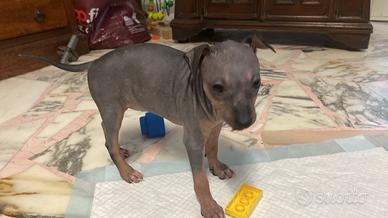 Cuccioli American Hairless Terrier