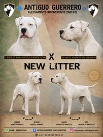 Cuccioli dogo argentino