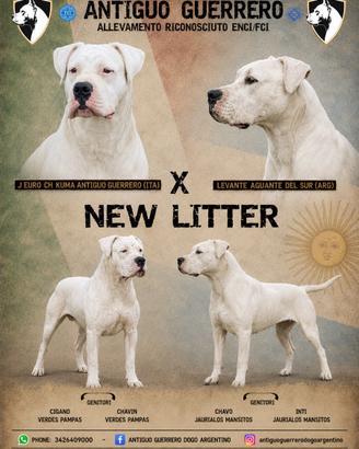 Cuccioli dogo argentino