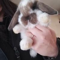 Coniglietti ariete nano/minilop cuccioli