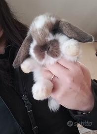 Coniglietti ariete nano/minilop cuccioli