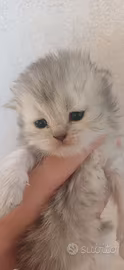 Cuccioli gatti persiani