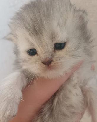 Cuccioli gatti persiani