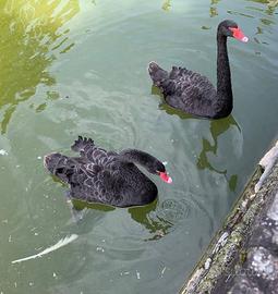 Cigni, fagiani e pavoni