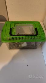 Blatte lateralis rosse allevate a verdura e fauna