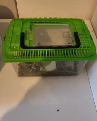 Blatte lateralis rosse allevate a verdura e fauna