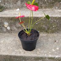 Pianta anthurium fiori rossi h 20 cm vaso 14