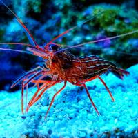 acquario marino lysmata 