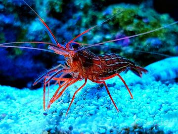 acquario marino lysmata 