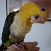 Caicco testa gialla allevato a mano