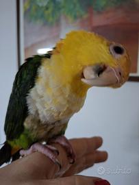 Caicco testa gialla allevato a mano