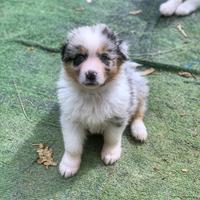 Due femmine blu merle pastore australiano
