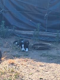 Ultimo cucciolo Border Collie