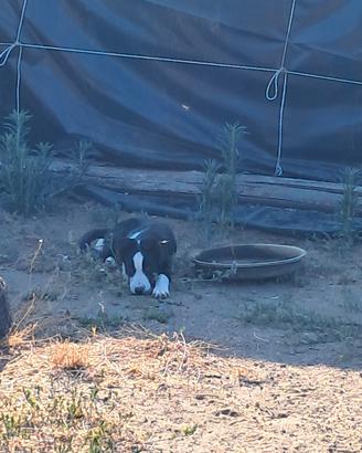 Ultimo cucciolo Border Collie