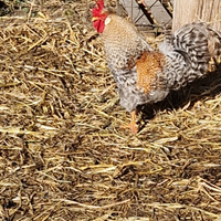 Galli livornese exchequer e gallo legbar