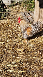 Galli livornese exchequer e gallo legbar