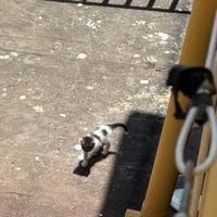 Una famiglia per un orfano