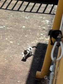 Una famiglia per un orfano