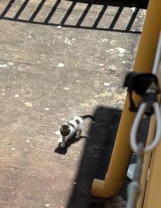 Una famiglia per un orfano