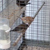 Passeri del giappone