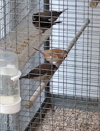 Passeri del giappone