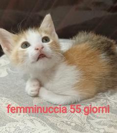  gattini  solo a veri amanti degli animali 