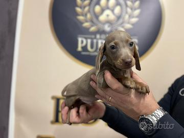 Bassotto Kaninchen nano Arlecchino subito pronti