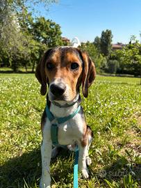 Cucciolo di beagle