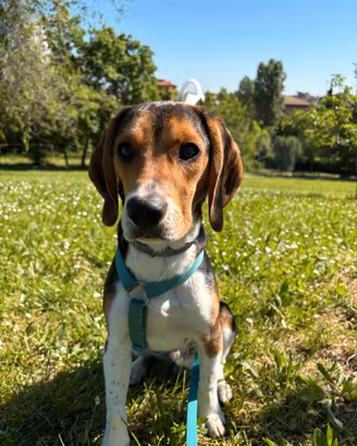 Cucciolo di beagle