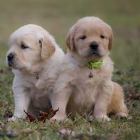Golden Retriever: Salute Certificata e Test DNA