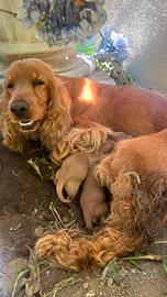 Cockapoo