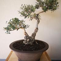 Bonsai olivastro