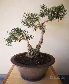 Bonsai olivastro