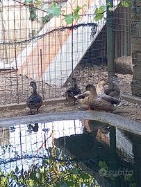 Animali anatre