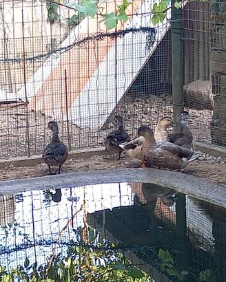 Animali anatre